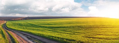 Tepeli buğday tarlasının manzarası. Tarım arazisindeki genç çimenler