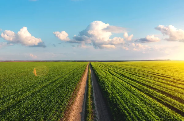 Büyük Bir Yeşil Buğday Tarlasında Toprak Yol Tarım Arazisi Üzerinde — Stok fotoğraf