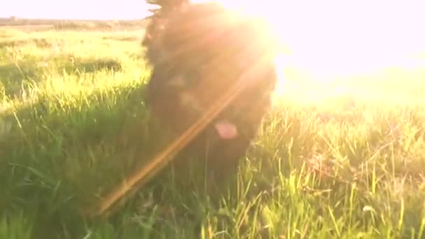 Mały Piesek Biega Zielonej Trawie Zachodzie Słońca — Wideo stockowe