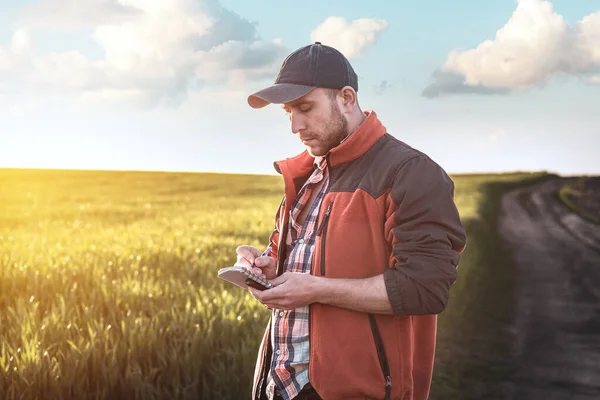 Erkek bir tarımcı tarım alanındaki buğday ekinlerini inceliyor. Buğday tarlasında bir çiftçi gün batımında bir deftere notlar alır. Tahıl hasat verimi değerlendirmesi