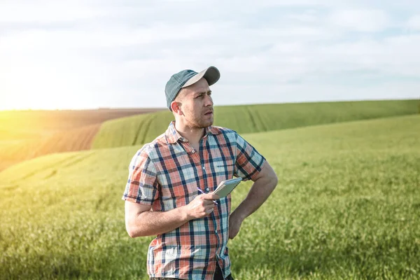 Erkek bir tarımcı tarım alanındaki buğday ekinlerini inceliyor. Buğday tarlasında bir çiftçi gün batımında bir deftere notlar alır. Tahıl hasat verimi değerlendirmesi