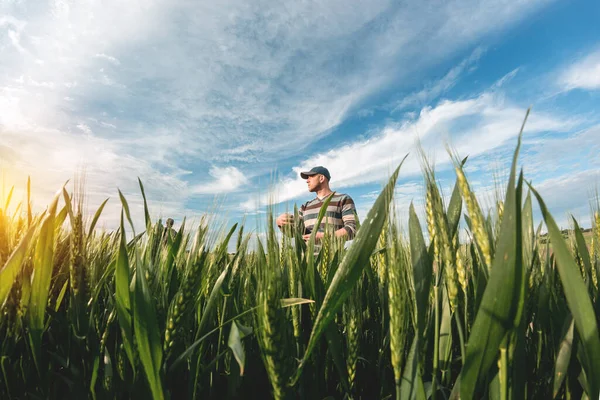 Genç bir tarım uzmanı yeşil buğday tarlasında elinde bir klasör tutuyor. Bir çiftçi gün batımında tarımın arka planına not alır. Belge klasörlü şapkalı bir adam.
