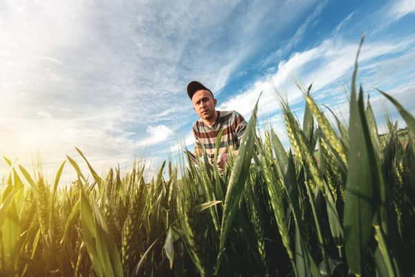 Młody Agronomista Trzyma Rękach Teczkę Zielonym Polu Pszenicy Rolnik Robi — Zdjęcie stockowe