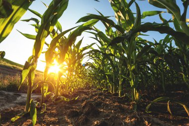 Günbatımının ve mavi gökyüzünün arka planında mısır tarlası