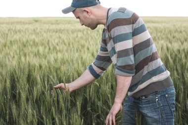 Buğday tarlasında şapkalı genç bir tarım uzmanı. Çiftçi verimi kontrol eder