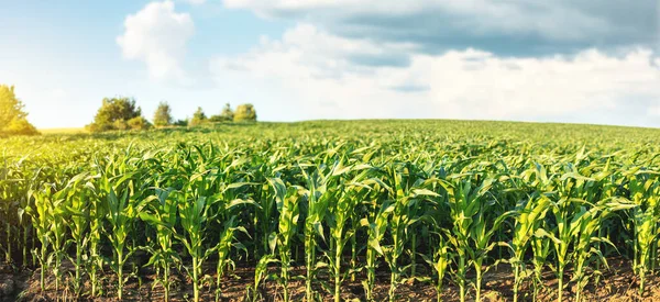 Günbatımının ve mavi gökyüzünün arka planında mısır tarlası