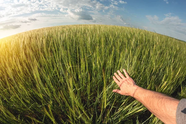 Yeşil buğday tarlası ve güneşli bir gün. Çiftlik arazisinde buğday