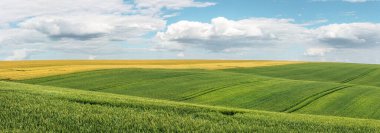 Yeşil buğday tarlasında tarım makineleri izleri var.