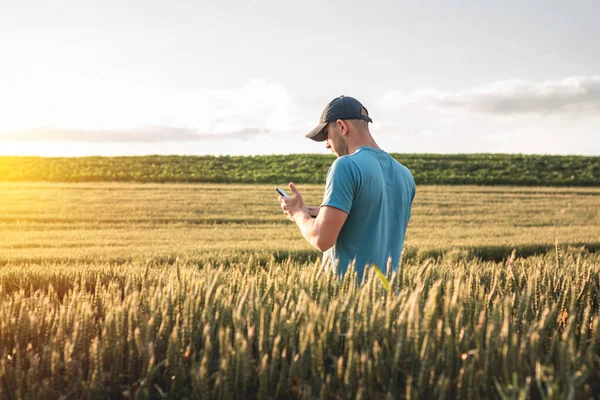 Farmer agronomist in a wheat field. Man with folder and phone in an agricultural field