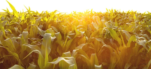 Maisanbau Grüne Natur Bäuerliches Feld Auf Landwirtschaftlichen Flächen Sommer Pflanzenwachstum — Stockfoto