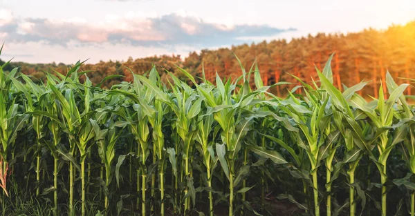 Mısır tarımı. Yeşil doğa. Yazın çiftlik arazisindeki kırsal alan. Bitki yetiştirme. Çiftçilik sahnesi. Açık hava manzarası. Organik yaprak. Hasat mevsimi. Gökyüzündeki güneş.
