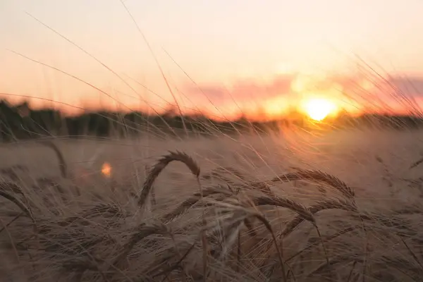 Feche Orelhas Centeio Campo Centeio Amadurecimento Dia Verão Nascer Sol — Fotografia de Stock