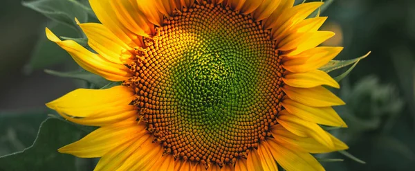 Цветущий Подсолнух Сельскохозяйственном Поле Крупный План Желтый Подсолнух Освещенный Теплыми — стоковое фото