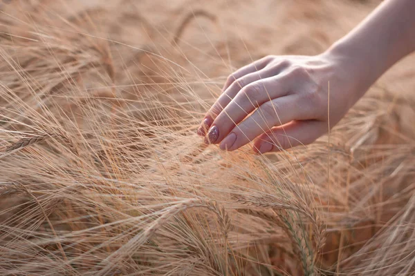 Mão Feminina Tocando Amadurecimento Amarelo Trigo Dourado Espigas Centeio Início — Fotografia de Stock