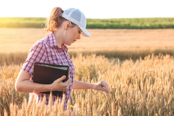 Young woman farmer works on a wheat field in the sun. Business woman plans her income in the field. Female agronomist with a tablet study the wheat crop in the agricultural field. Grain harvest.