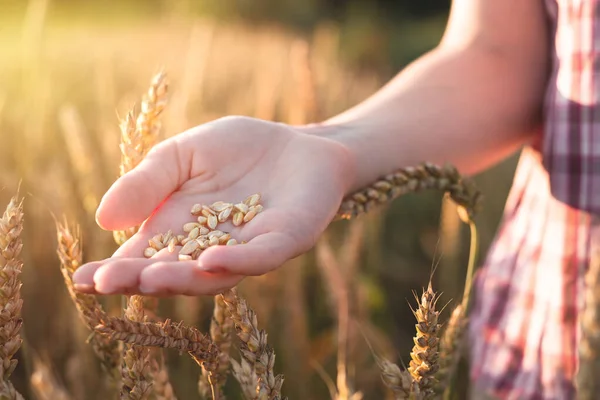 Genç bir kız tarım alanında elinde buğday taneleri tutuyor. Buğday ve günbatımı dikenlerinin arka planında ellerinde tahıllar