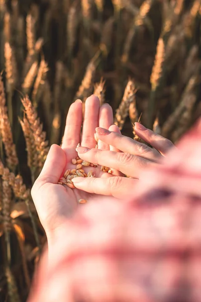 A young girl holds a wheat grain in her hands on an agricultural field. Grains in hand against the background of spikelets of wheat and sunset