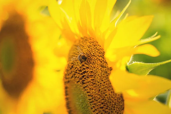 Бджола Соняшнику Крупним Планом Бджола Збирає Пил Квітки — стокове фото