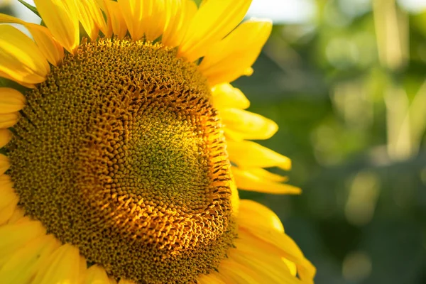 Квітучі Соняшники Велике Сільськогосподарське Поле Соняшників Заході Сонця — стокове фото