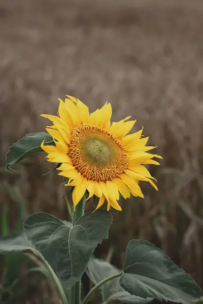 Квітка Соняшнику Похмурий День Фоні Пшениці — стокове фото