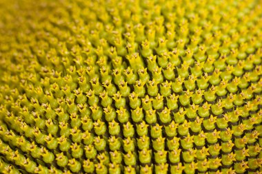 Yeşil ayçiçeği tohumları yaklaşıyor. Ayçiçeği dokusu