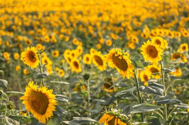 Tarım alanında ayçiçekleri. Sarı ayçiçekleri mevsiminde