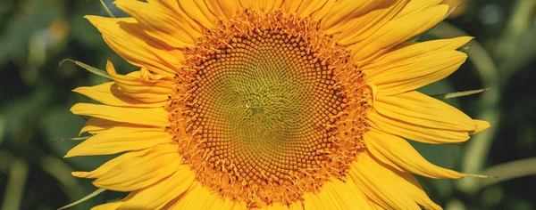 Жовтий Молодий Соняшник Крупним Планом Сільськогосподарському Полі — стокове фото
