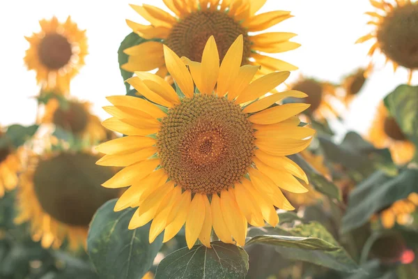 Соняшники Сільськогосподарській Галузі Жовті Квітучі Соняшники Сезоні — стокове фото