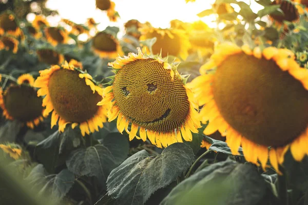 Ηλιοτρόπια Χαμογελαστά Ένα Χωράφι Ηλιοτρόπια Καλοκαίρι Μια Ηλιόλουστη Μέρα — Φωτογραφία Αρχείου