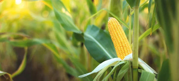 Kukorica Cob Szelektív Fókuszképe Ökológiai Kukoricamezőn — Stock Fotó