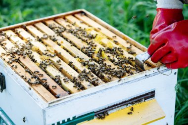 Arıcı 'nın eli, arı sokmalarına karşı eldivenlerle korunuyor. Bal yapma süreci.