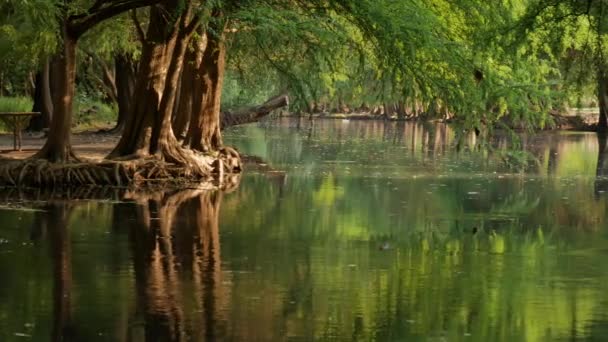 Ahuehuete bomen bij rustig meer — Stockvideo