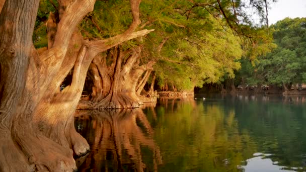 Mooie grote ahuehuete cipressen bomen in de buurt van rustige meer — Stockvideo