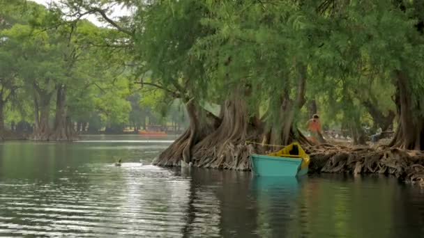 Barco en el lago cerca de árboles ahuehuete — Vídeo de stock