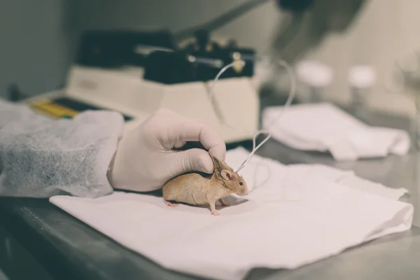 Researcher holding a lab mouse