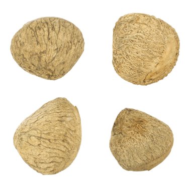 Buah Keluak, Pangium sı; değil bilenmiş dosya