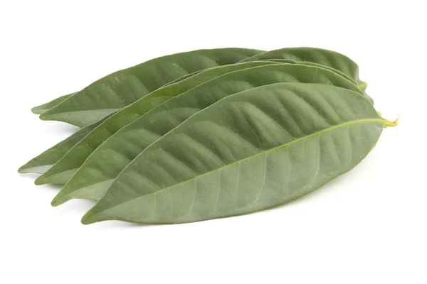 Daun Salam known as the Indonesian Bay Leaf; non sharpened file — Stock Photo, Image