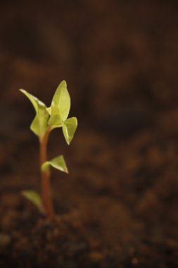 Laurel nobilis angustifolia çimlenme kırmızımsı kök ve soluk yeşil yaprakları ile beşinci gününde. Sigara keskinleştirmek dosya