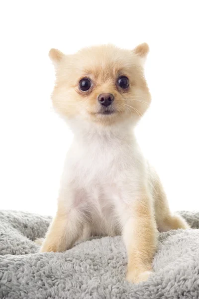 Pomeranian ala Little Bear Hair Cut; non sharpen — Stock Photo, Image