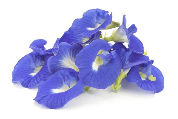 Clitoria ternatea également connu sous le nom de la fleur de pois papillon, utilisé comme colorant alimentaire naturel dans la cuisine asiatique — Photo