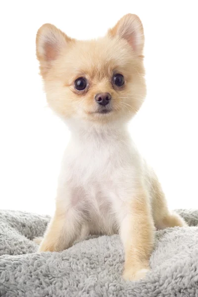 Pomeranian ala Little Bear Hair Cut Royalty Free Stock Photos