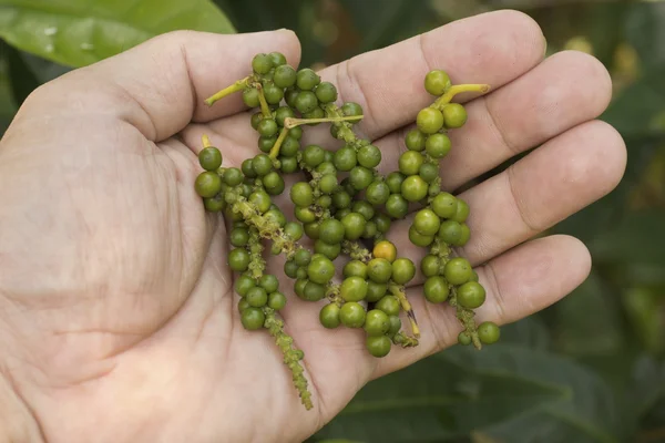 Drupes fraîches de poivre vert ; lime non affûtée Photos De Stock Libres De Droits