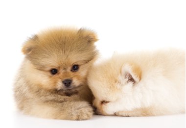 Pomeranian kukla yan yana poz