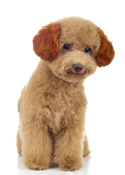 A Tiny Toy Poodle, one of the most popular international dog breeds — Stock Photo, Image