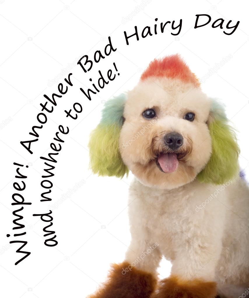 A Toy Poodle given a designer dog show coating — Stock Photo