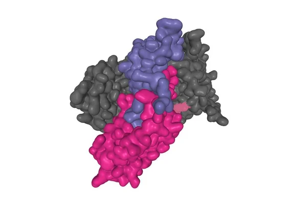 Struktur Des Follikelstimulierenden Hormons Farbe Komplex Mit Der Gesamten Ektodomäne — Stockfoto
