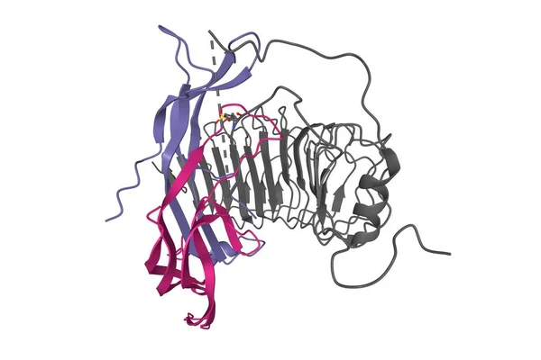 Estructura Hormona Foliculoestimulante Color Complejo Con Todo Ectodominio Receptor Gris —  Fotos de Stock