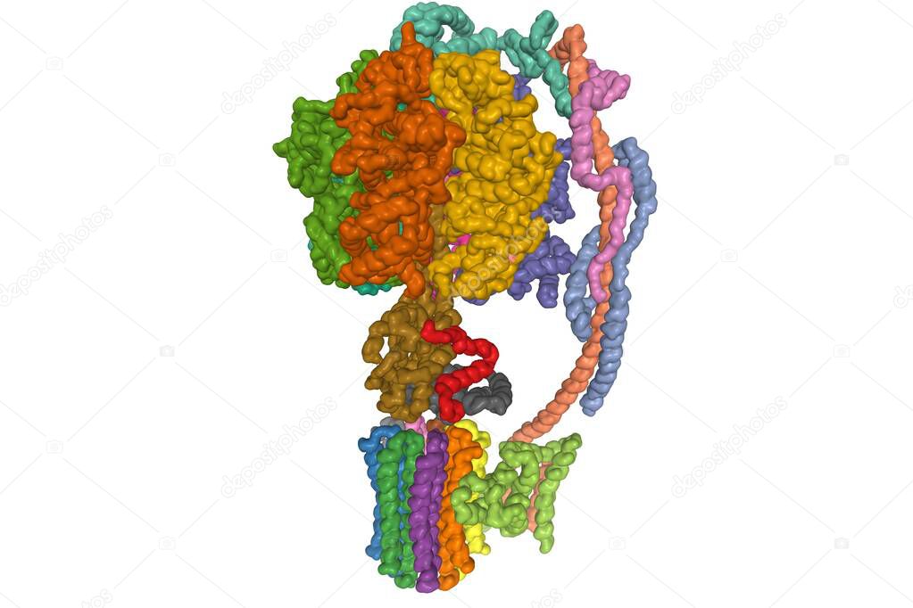 ATP sintasa mitocondrial bovina, modelo de superficie gaussiana 3D, fondo  blanco, aislado 2023