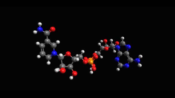 Modello Scheletrico Animato Nicotinamide Dinucleotide Nad Forma Ossidata Sfondo Nero — Video Stock