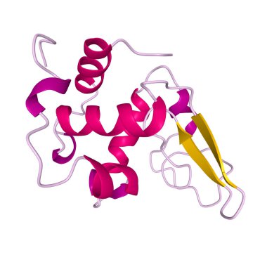 Native human lysozyme, 3D cartoon model of the tertiary structure with the elements of the secondary structure colored, white background clipart